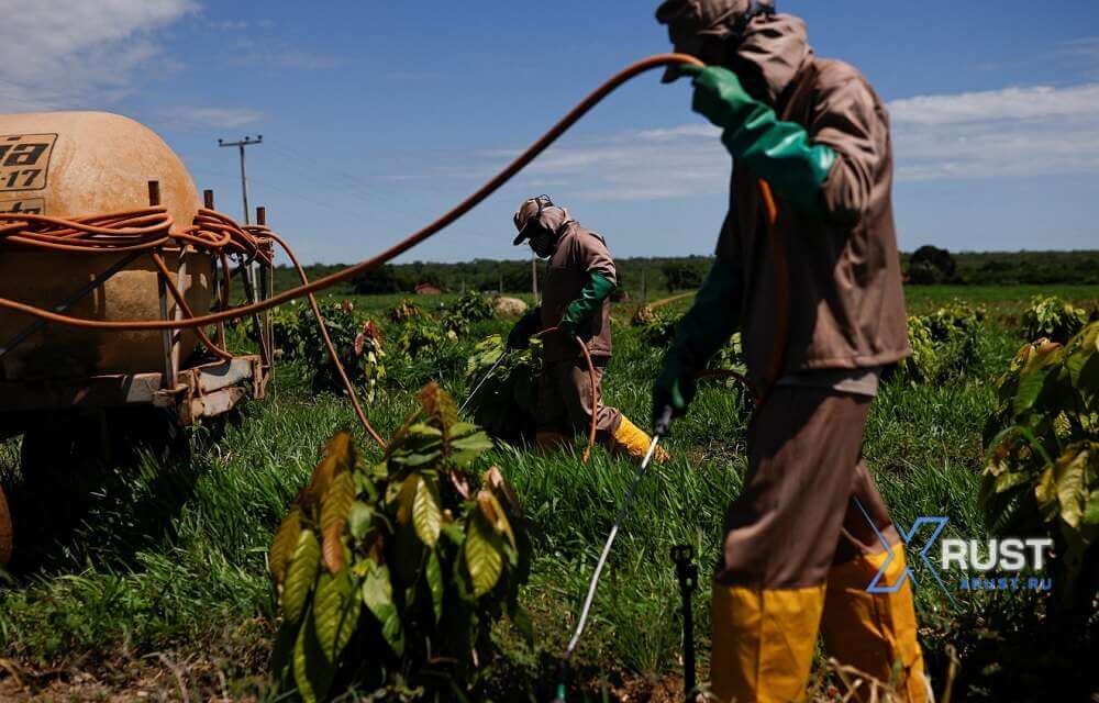 A Brazilian guy decided to revolutionize cocoa tree cultivation