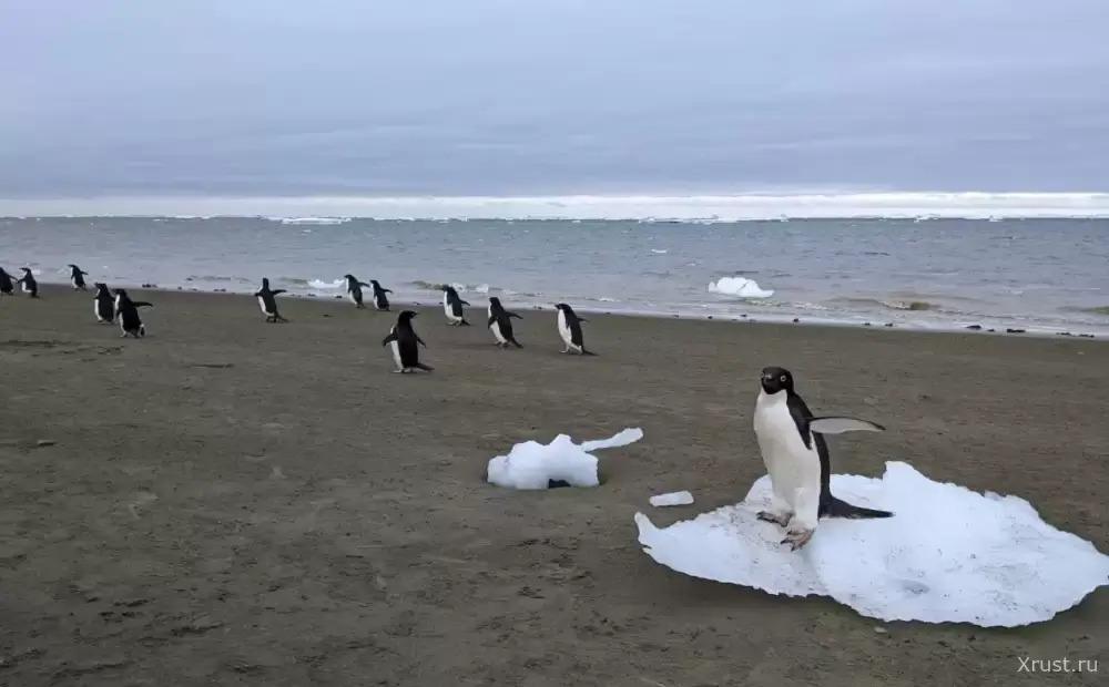 **Scientists Discover an Amazing Source of Clouds in Antarctica**