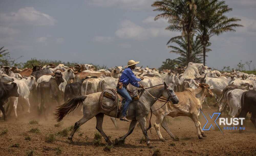 Trump's Tariffs Did Not Hinder the Growth of Brazilian Beef Exports to the US