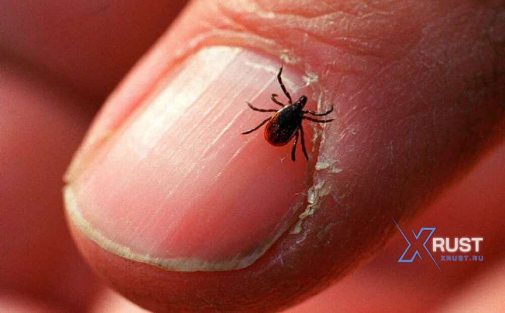 **How to Protect Yourself from Ticks in the Outdoors**