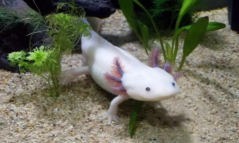The secret of regenerating lost limbs is held by glowing axolotls