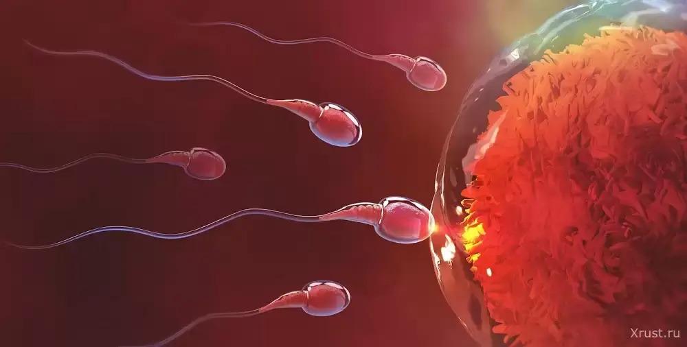 **Health and Sperm – This Connection Still Holds Many Mysteries**